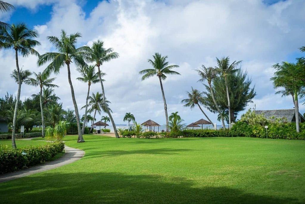 A green lawn with palm trees and a view of the ocean.
